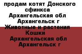продам котят Донского сфинкса - Архангельская обл., Архангельск г. Животные и растения » Кошки   . Архангельская обл.,Архангельск г.